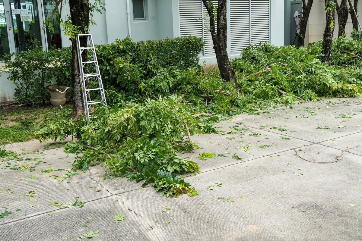Pruning clear of overgrown branches from tall trees around a home